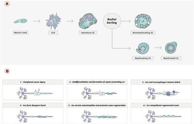 Repair of the Injured Spinal Cord by Schwann Cell Transplantation